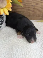 Boo - Black Tri Male , a male Australian Shepherd for sale in Warrenton, MO – 3 of 8