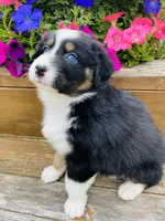 Peony Black Tri, blue eyes , a female Australian Shepherd for sale in Warrenton, MO – 5 of 6