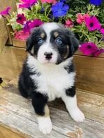 Peony Black Tri, blue eyes , a female Australian Shepherd for sale in Warrenton, MO – 3 of 6
