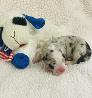 Rip - blue merle , a male Australian Shepherd for sale in Warrenton, MO – 7 of 10