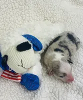 Jamie - blue merle, a male Australian Shepherd for sale in Warrenton, MO – 7 of 9