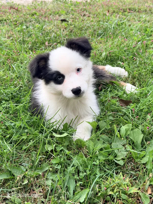 Joan - black tri blue eyes  – Australian Shepherd puppy for sale in Warrenton, MO