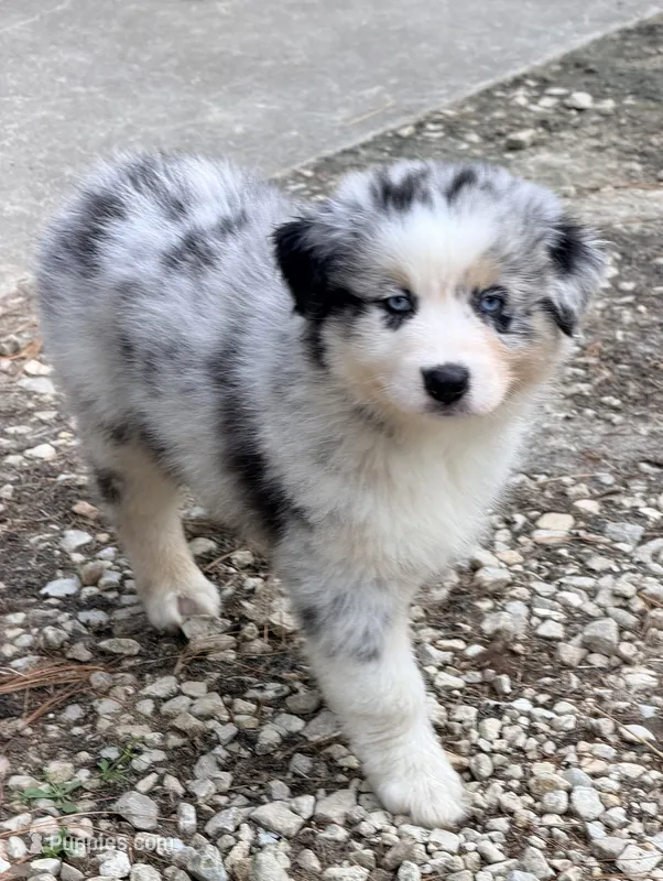 Jimi - blue merle blue eyes – Australian Shepherd puppy for sale in Warrenton, MO