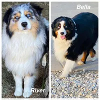 Holly - blue eyes, a female Australian Shepherd for sale in Warrenton, MO – Photo 5 of 5