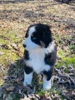 Holly - blue eyes, a female Australian Shepherd for sale in Warrenton, MO – Photo 2 of 5