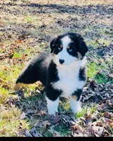 Holly - blue eyes, a female Australian Shepherd for sale in Warrenton, MO – Photo 3 of 5