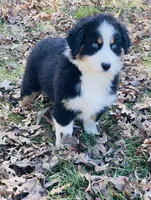 Holly - blue eyes, a female Australian Shepherd for sale in Warrenton, MO – Photo 4 of 5