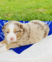 Rowan - Red Merle blue eyes, a male Australian Shepherd for sale in Warrenton, MO – Photo 4 of 6