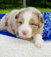 Rowan - Red Merle blue eyes, a male Australian Shepherd for sale in Warrenton, MO – Photo 2 of 6