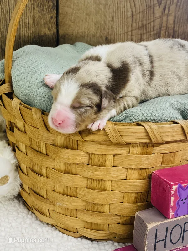 Rowan - Red Merle – Australian Shepherd puppy for sale in Warrenton, MO