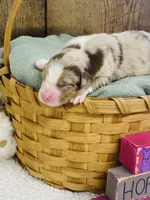 Rowan - Red Merle, a male Australian Shepherd for sale in Warrenton, MO – Photo 1 of 6