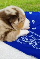 Rowan - Red Merle blue eyes, a male Australian Shepherd for sale in Warrenton, MO – Photo 5 of 6