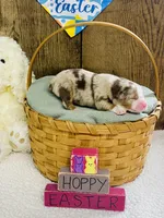 Rowan - Red Merle, a male Australian Shepherd for sale in Warrenton, MO – Photo 2 of 6