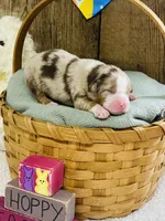 Rowan - Red Merle, a male Australian Shepherd for sale in Warrenton, MO – Photo 3 of 6