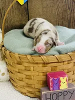 Rowan - Red Merle, a male Australian Shepherd for sale in Warrenton, MO – Photo 5 of 6