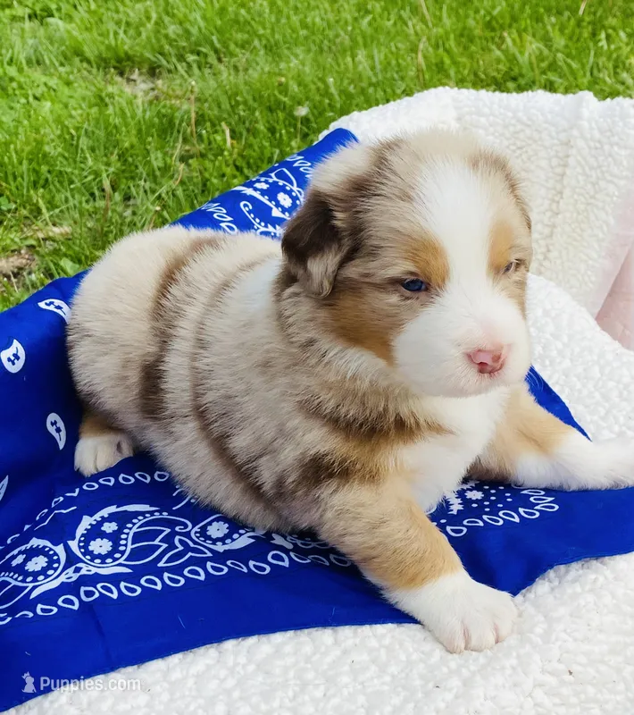 Rowan - Red Merle blue eyes – Australian Shepherd puppy for sale in Warrenton, MO