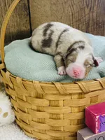 Rowan - Red Merle, a male Australian Shepherd for sale in Warrenton, MO – Photo 4 of 6