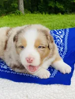 Rowan - Red Merle blue eyes, a male Australian Shepherd for sale in Warrenton, MO – Photo 3 of 6