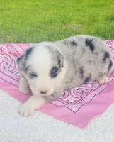 Daisy -  Blue Merle blue eyes, a female Australian Shepherd for sale in Warrenton, MO – Photo 4 of 6