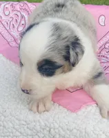 Daisy -  Blue Merle blue eyes, a female Australian Shepherd for sale in Warrenton, MO – Photo 2 of 6