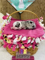 Daisy - Blue Merle , a female Australian Shepherd for sale in Warrenton, MO – Photo 1 of 5