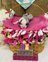 Daisy - Blue Merle , a female Australian Shepherd for sale in Warrenton, MO – Photo 4 of 5