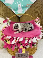 Daisy - Blue Merle , a female Australian Shepherd for sale in Warrenton, MO – Photo 2 of 5