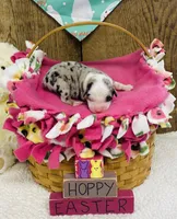 Daisy - Blue Merle , a female Australian Shepherd for sale in Warrenton, MO – Photo 3 of 5