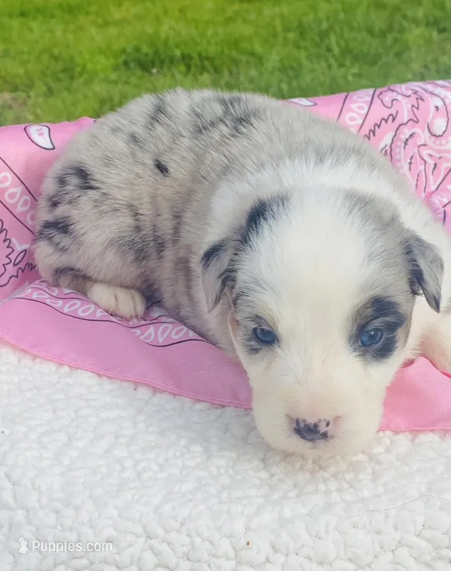 Daisy -  Blue Merle blue eyes – Australian Shepherd puppy for sale in Warrenton, MO