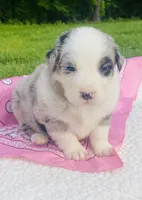 Daisy -  Blue Merle blue eyes, a female Australian Shepherd for sale in Warrenton, MO – Photo 3 of 6