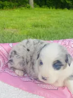 Daisy -  Blue Merle blue eyes, a female Australian Shepherd for sale in Warrenton, MO – Photo 5 of 6