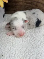 Ghost - Blue Merle Male , a male Australian Shepherd for sale in Warrenton, MO – 4 of 8