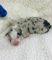 Rip - blue merle , a male Australian Shepherd for sale in Warrenton, MO – 6 of 10