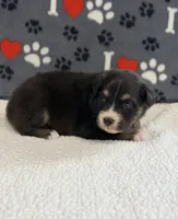 Jake - black tri bi-color eyes, a male Australian Shepherd for sale in Warrenton, MO – 2 of 6