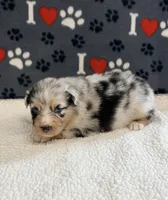 Justin - blue merle blue eyes, a male Australian Shepherd for sale in Warrenton, MO – 6 of 7