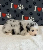 Jimi - blue merle blue eyes, a male Australian Shepherd for sale in Warrenton, MO – 2 of 6