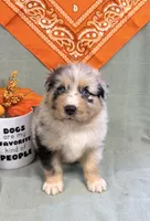 Justin- blue merle blue eyes , a male Australian Shepherd for sale in Warrenton, MO – 4 of 6