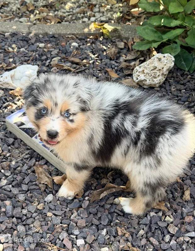 Justin - blue merle blue eyes  – Australian Shepherd puppy for sale in Warrenton, MO