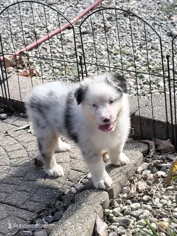Jo Dee blue merle blue eyes – Australian Shepherd puppy for sale in Warrenton, MO