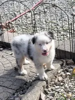 Jo Dee blue merle blue eyes, a female Australian Shepherd for sale in Warrenton, MO – 1 of 6