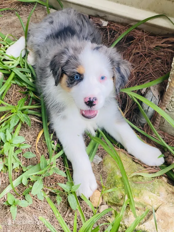 Tulip - Blue Merle blue eyes – Australian Shepherd puppy for sale in Warrenton, MO