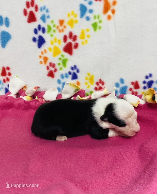 Joan - black tri  – Australian Shepherd puppy for sale in Warrenton, MO