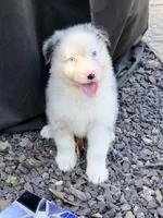 Jo Dee blue merle blue eyes, a female Australian Shepherd for sale in Warrenton, MO – 2 of 6