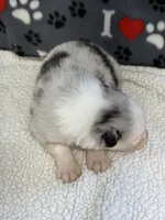 Jo Dee blue merle blue eyes, a female Australian Shepherd for sale in Warrenton, MO – 5 of 6