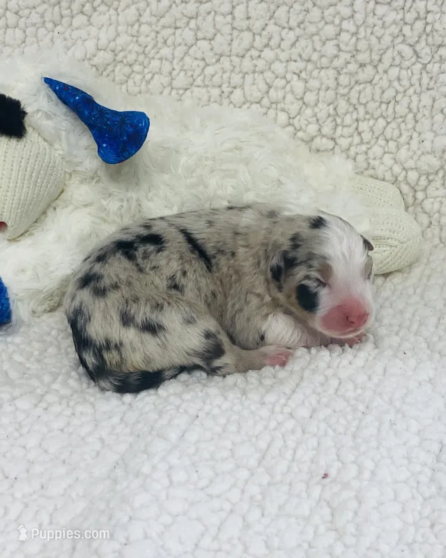 Rip - blue merle  – Australian Shepherd puppy for sale in Warrenton, MO