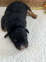 Boo - Black Tri Male , a male Australian Shepherd for sale in Warrenton, MO – 5 of 8