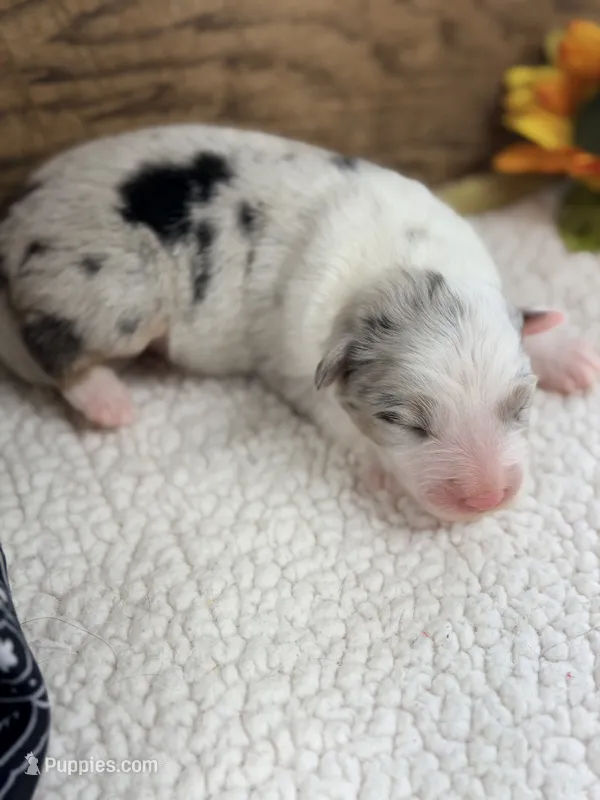 Ghost - Blue Merle Male  – Australian Shepherd puppy for sale in Warrenton, MO