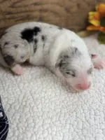 Ghost - Blue Merle Male , a male Australian Shepherd for sale in Warrenton, MO – 1 of 8