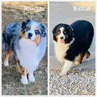 Peony Black Tri, blue eyes , a female Australian Shepherd for sale in Warrenton, MO – 6 of 6