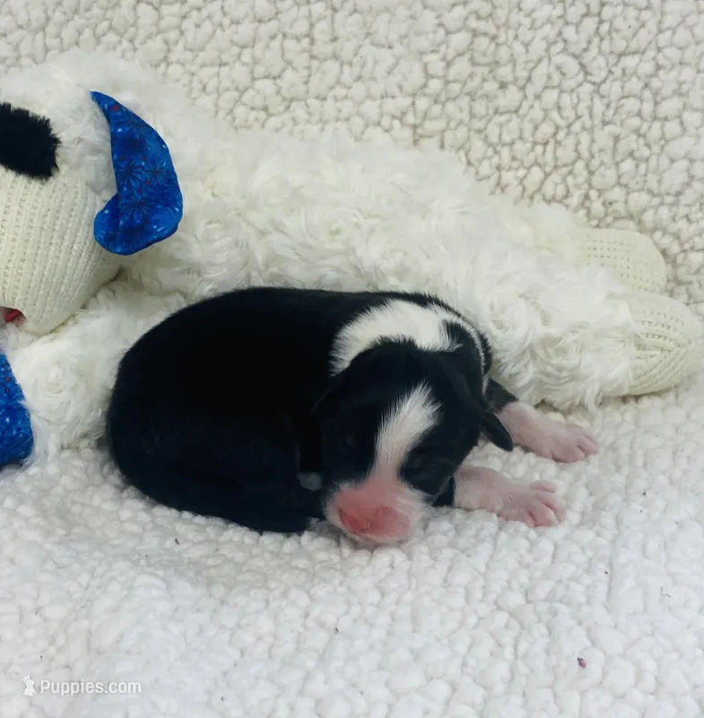 Monica - black tri  – Australian Shepherd puppy for sale in Warrenton, MO